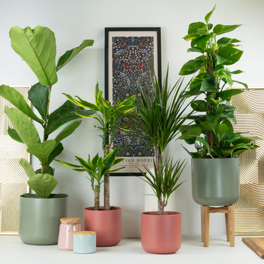Luxury Green Living | Tall Plant Bundle